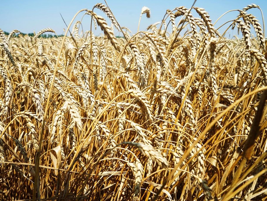 Урожай зерновых