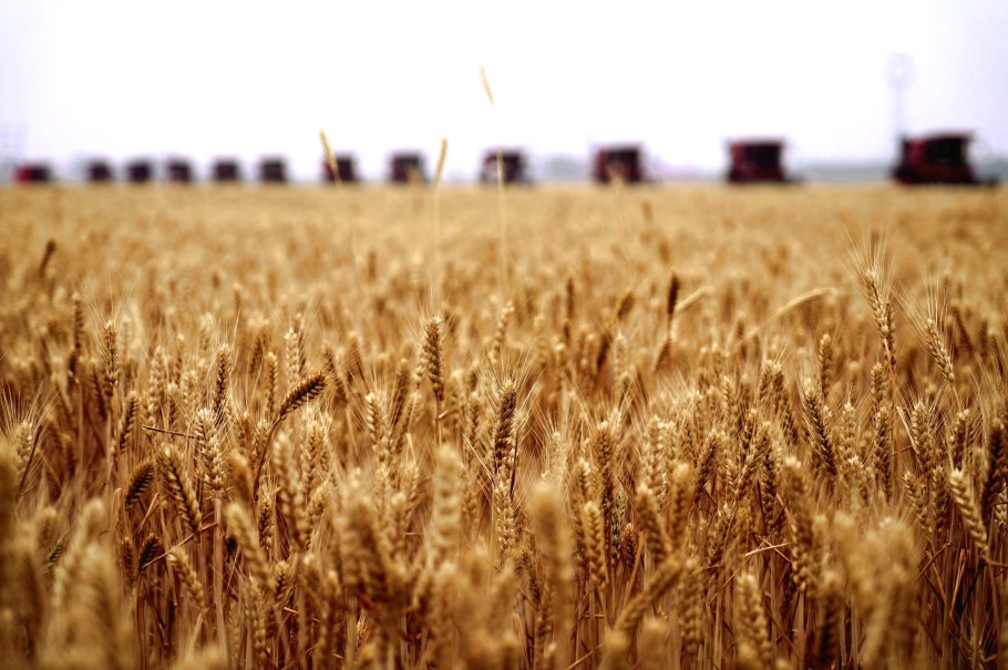 Жатва пшеницы
