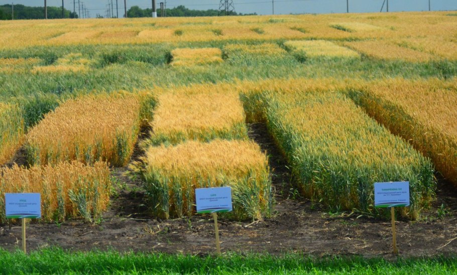 День поля Липецкая область делянки