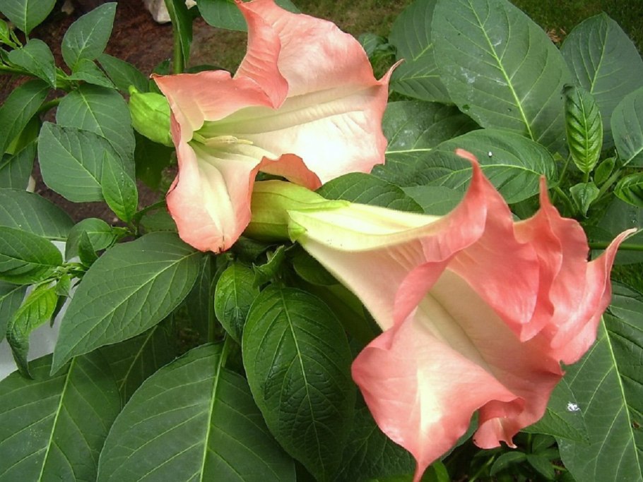 Datura innoxia