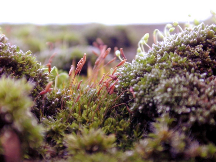 Мох Фоссомброния