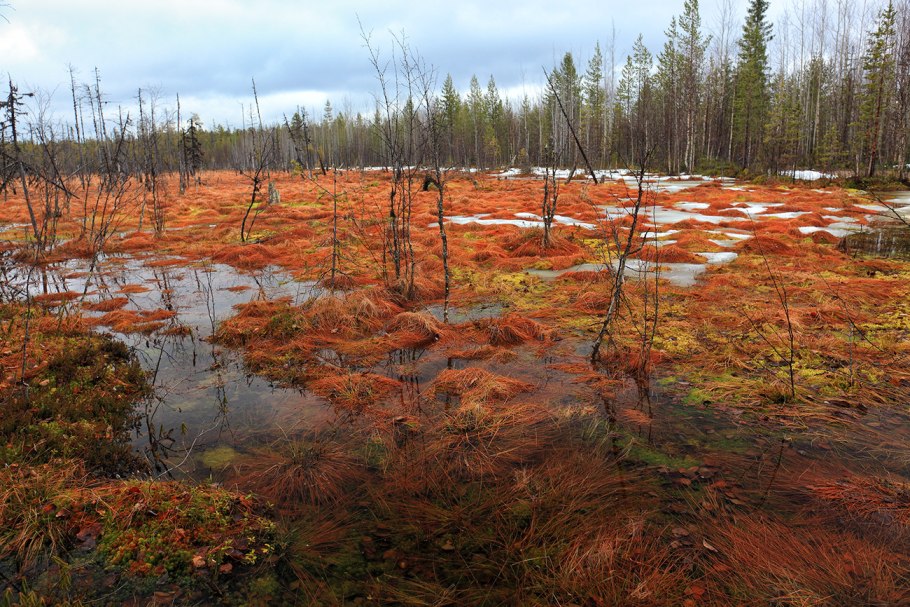 Верховые болота леса Карелии