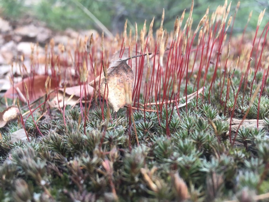 Лишайник-кладония симбиоз