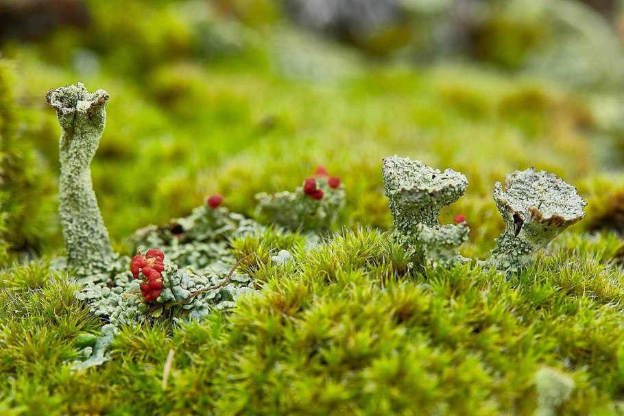 Полезный мох в лесу