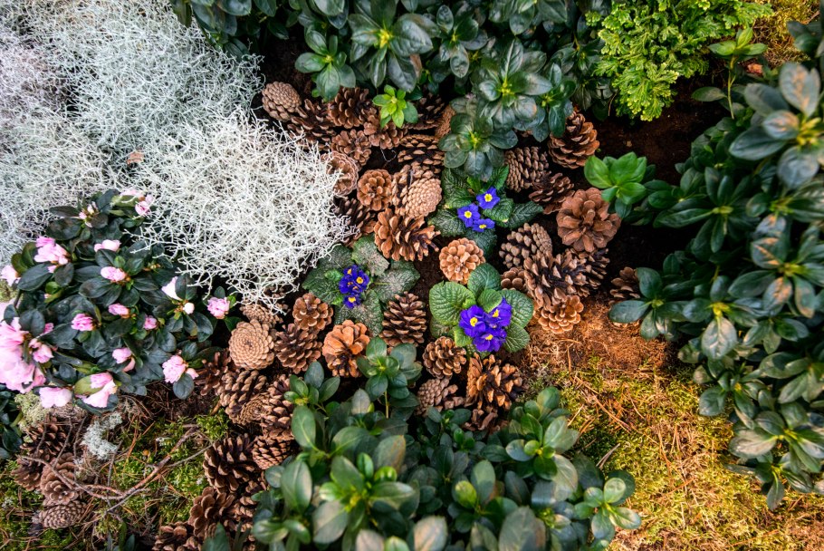 Мох кладония