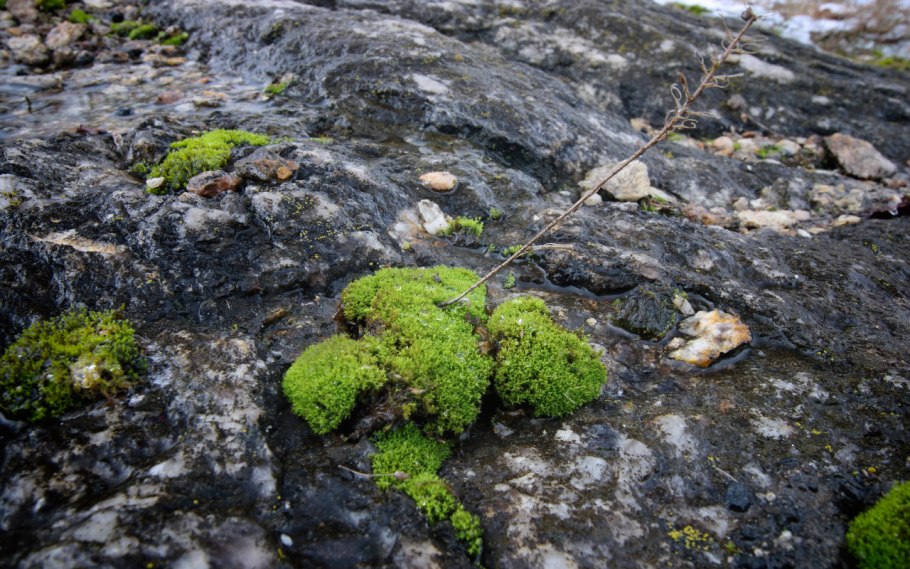 Растения тундры ягель