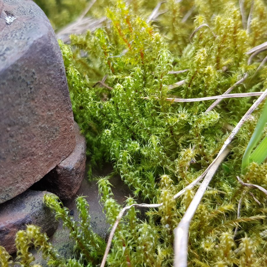 Лишайник Северный Урал