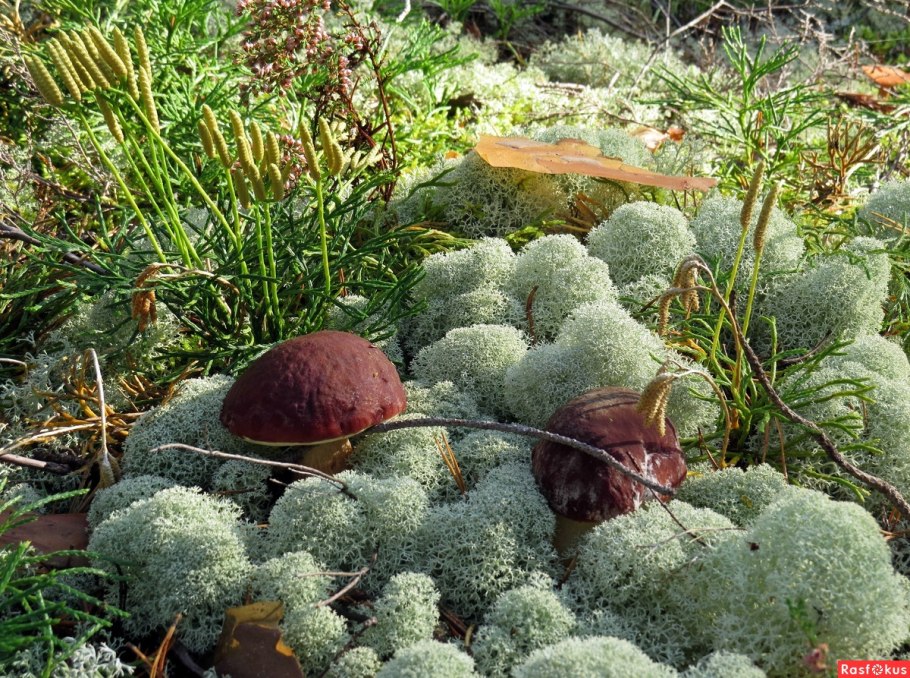 Мох Цветущий простонародье Царский волос