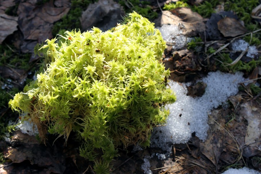 Ягель Карелия Петрозаводск