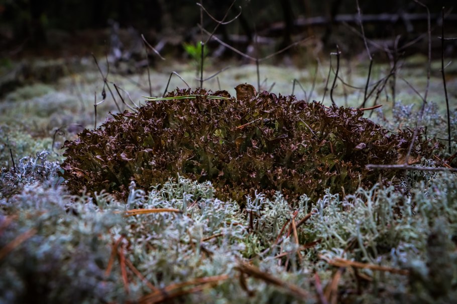 Вилла ягель Карелия