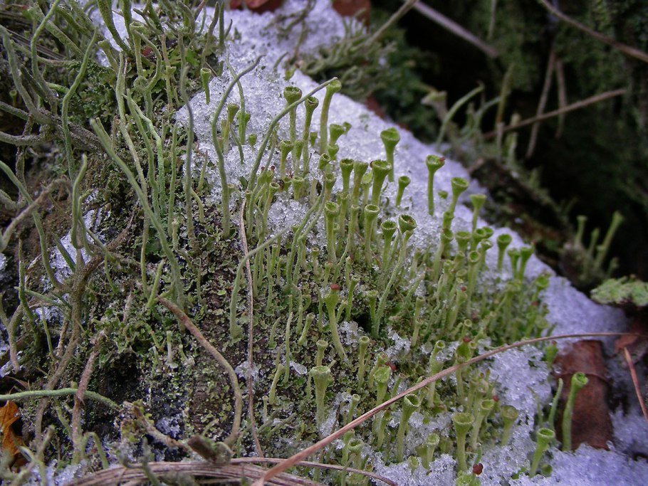 Кладония лишайник определитель