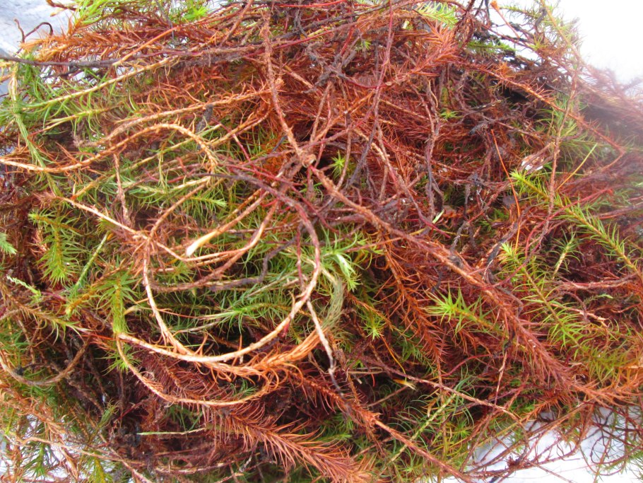 Долина мхов Карелия