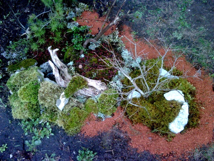 Альпийский мох цветение