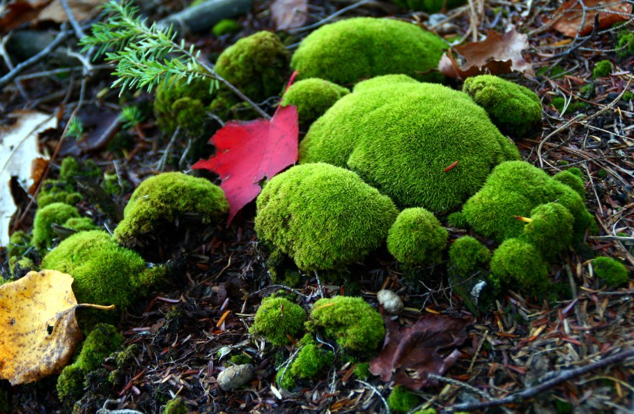 Мох и ягоды