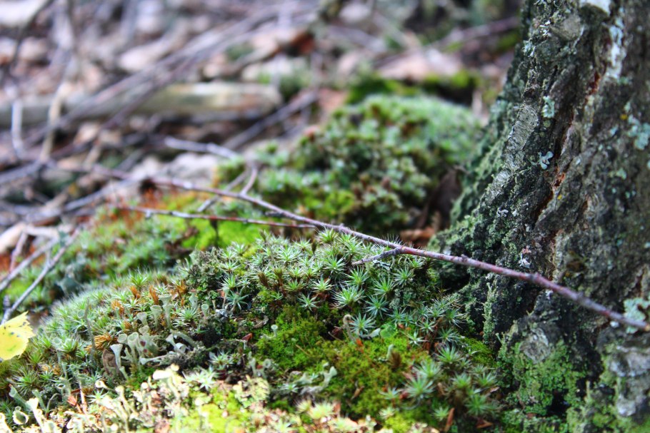 Лишайник кладония рогатая