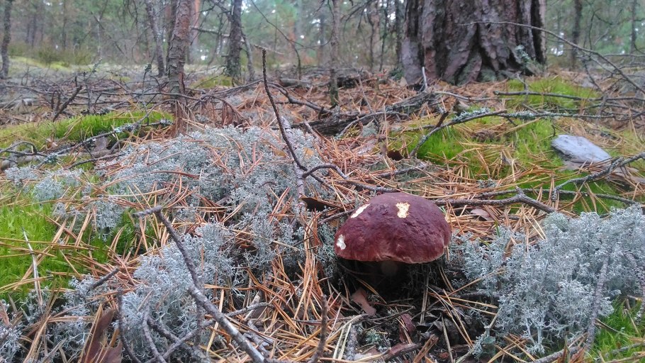 Седой мох и грибы