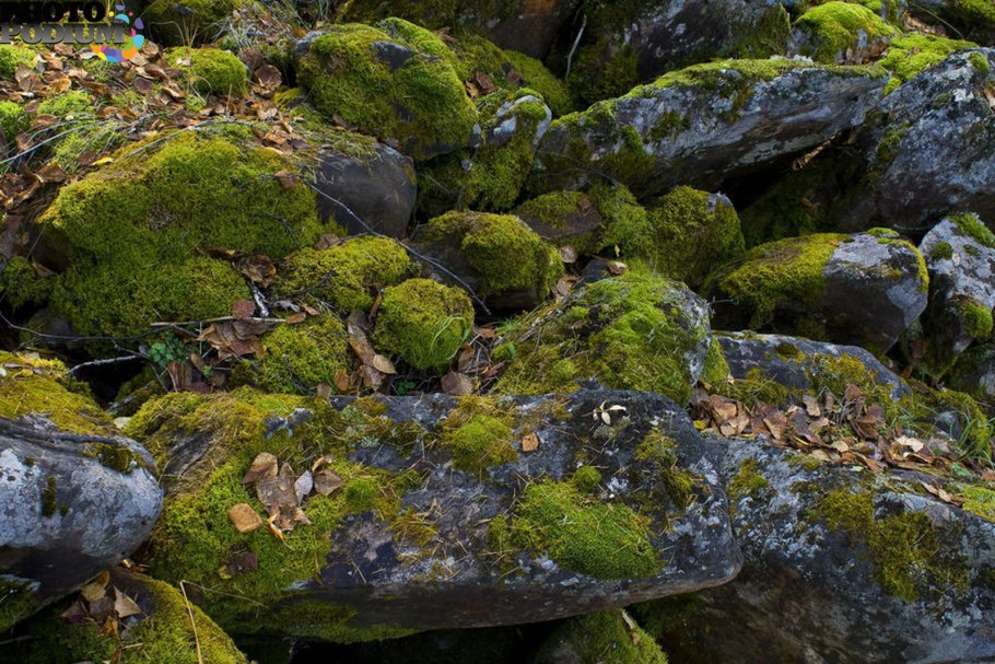 Блок мха