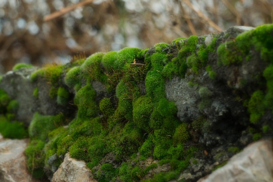 Петушинский район грибы