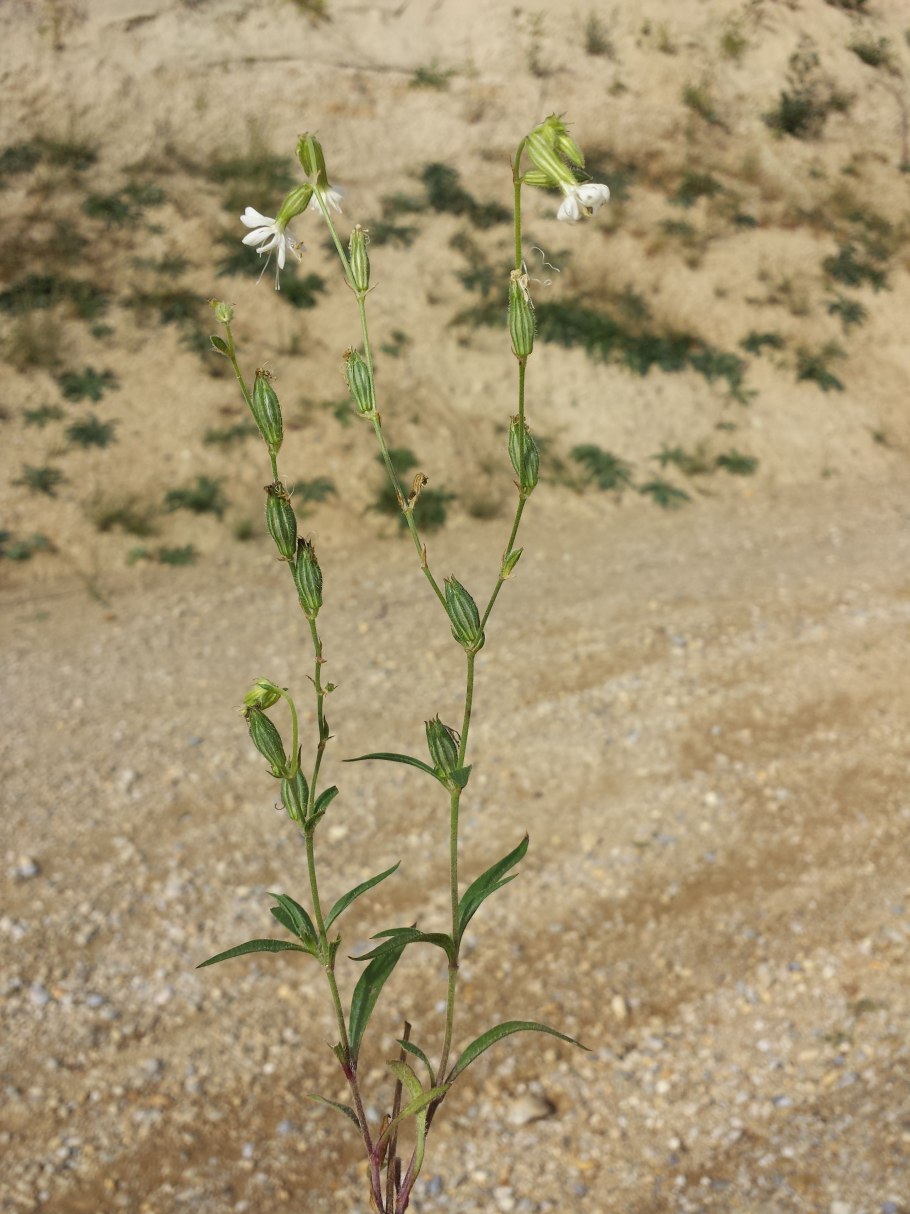 Смолевка Альпийская Вариегата