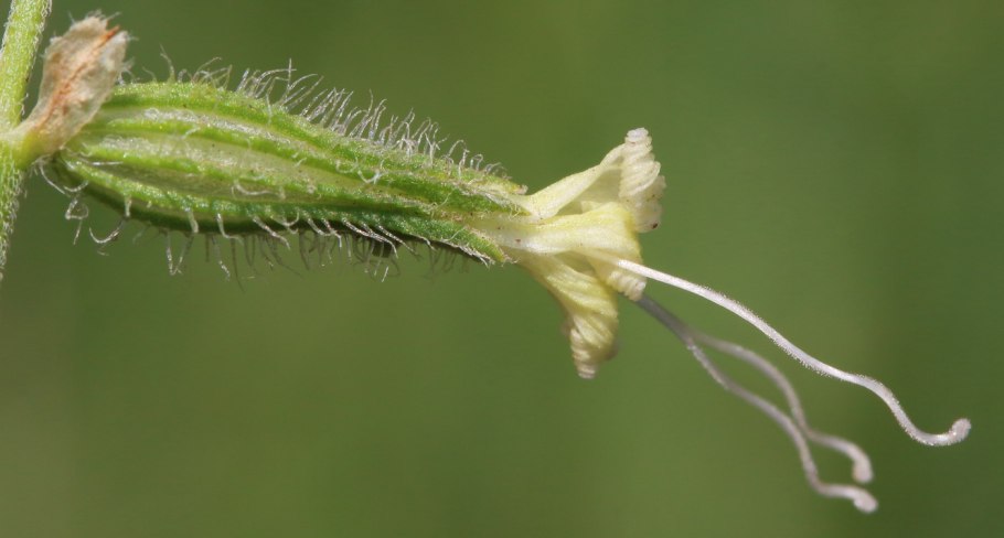 Смолёвка (Silene)