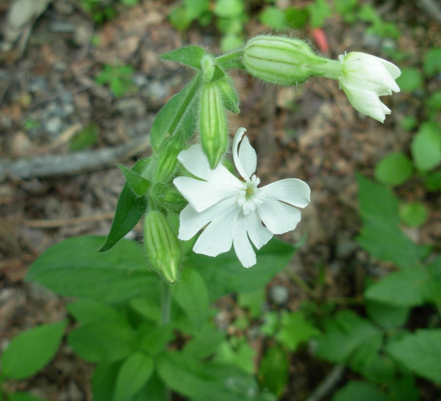 Кедровая Смолевка фото