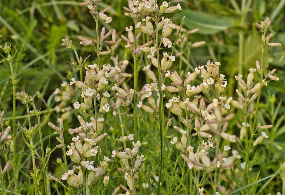 Харезия Акинфиева