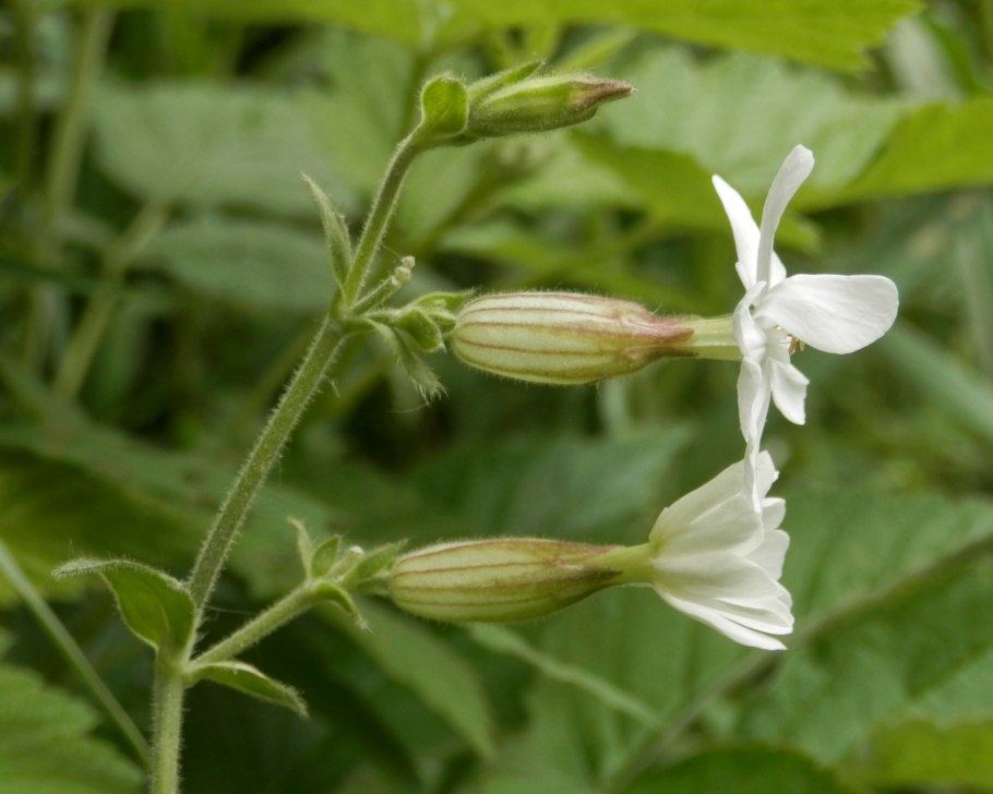 Цветы Смолевка повислая сияние звезд