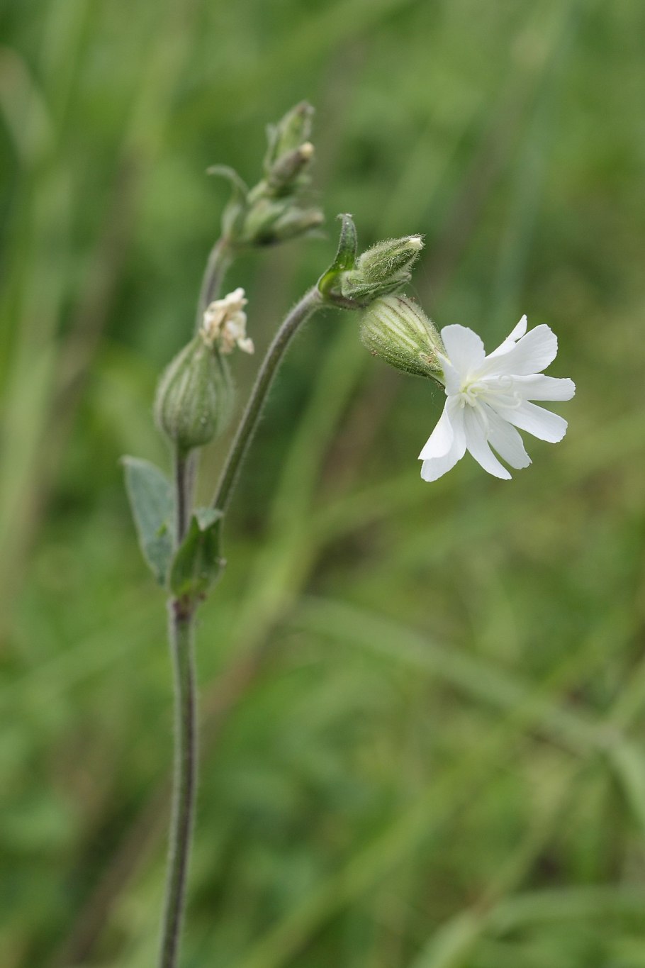 Смолевка вильчатая