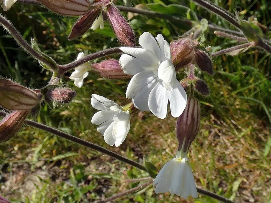 Silene vulgaris Смолевка обыкновенная