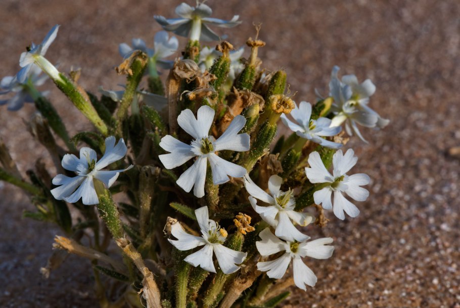 Silene multifhita- растение