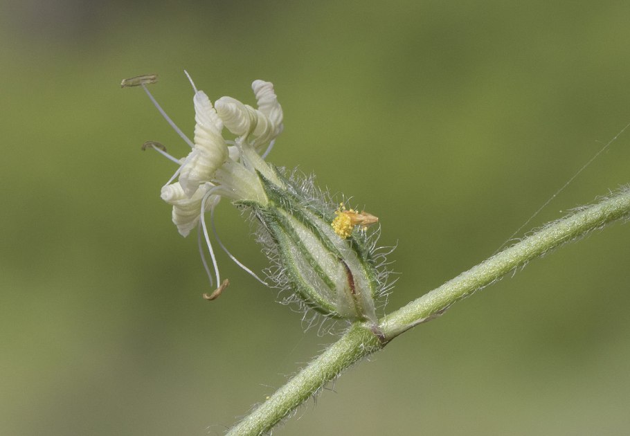 Смолевка вильчатая