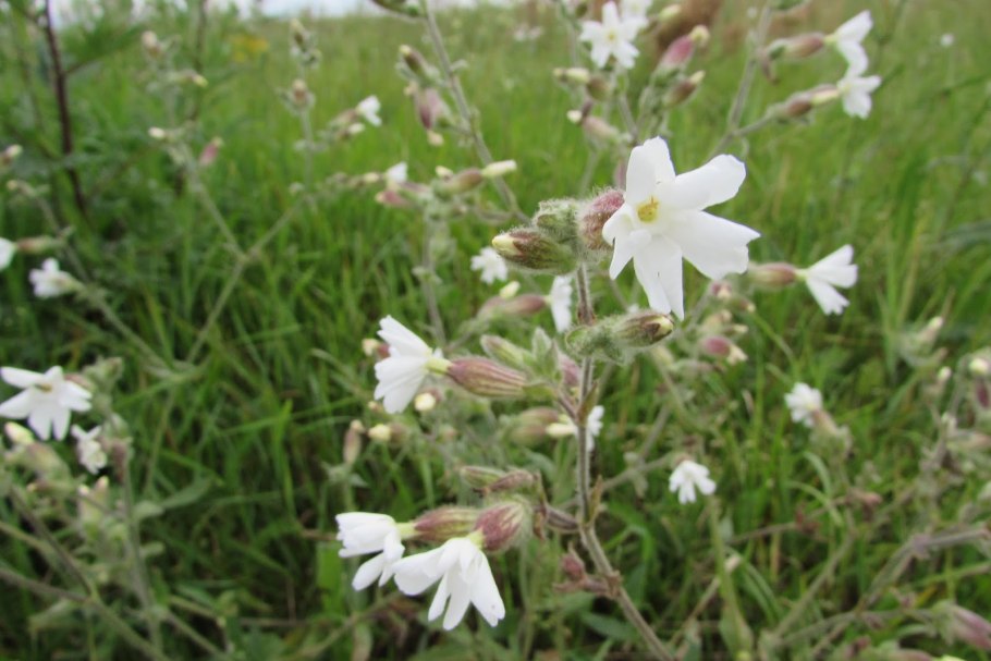 Смолевка вильчатая