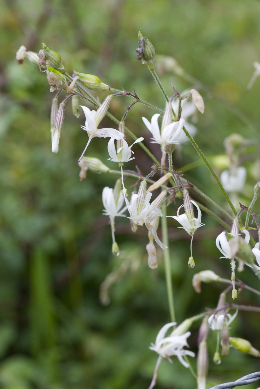 Смолевка белая