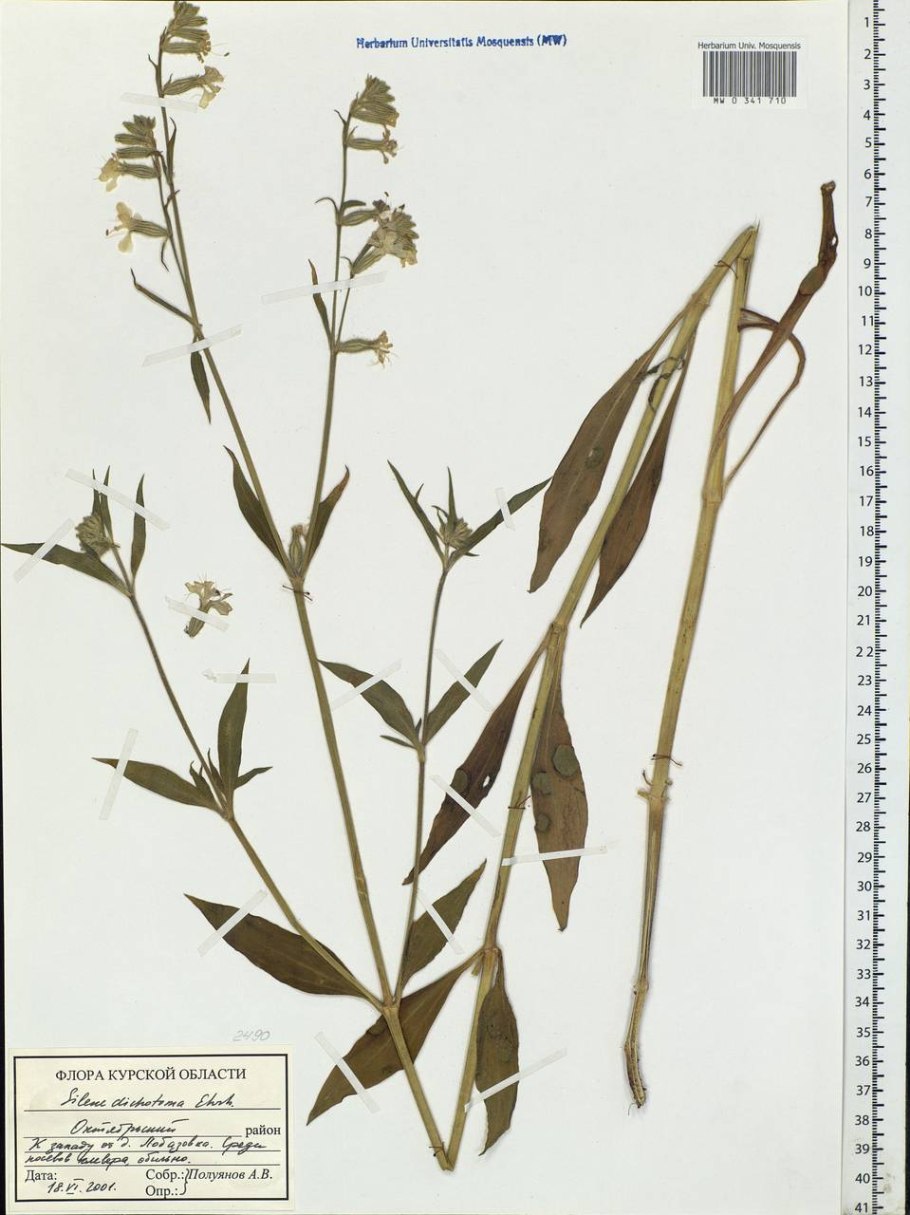 Смолевка белая Дрема белая