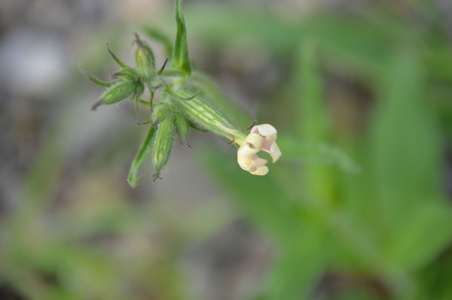 Silene latifolia