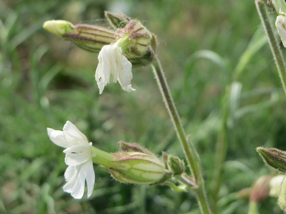 Смолевка вильчатая