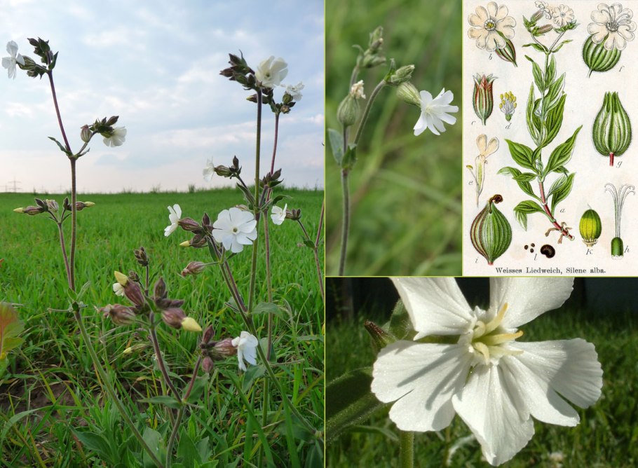 Гвоздичные Смолевка обыкновенная