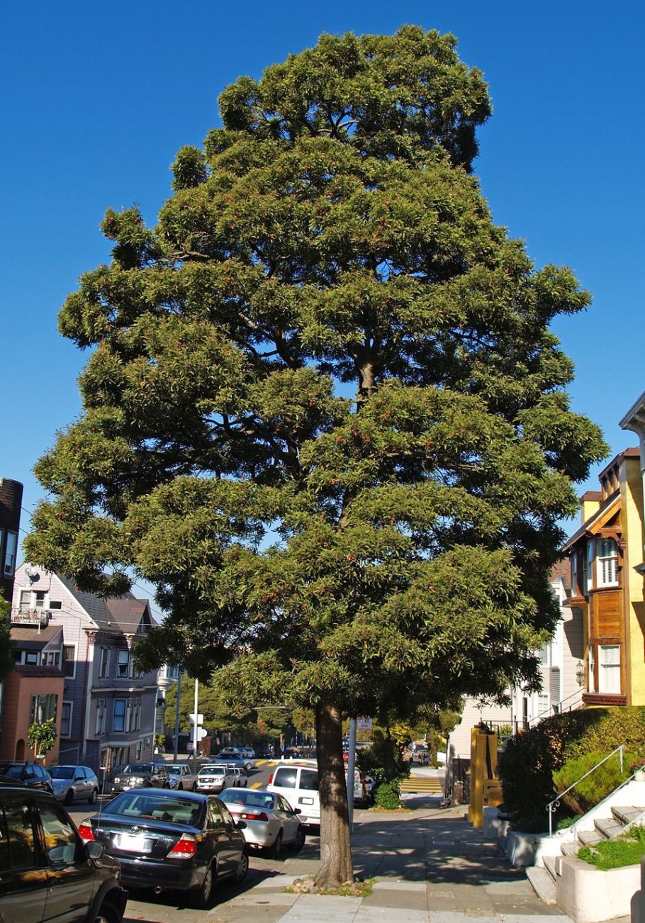 Дерево Акация катеху