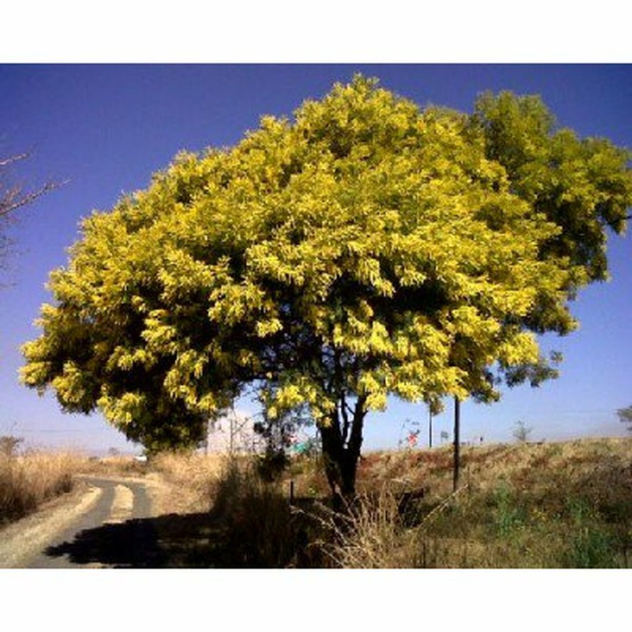 Белая Акация в августе жара Ростовская область