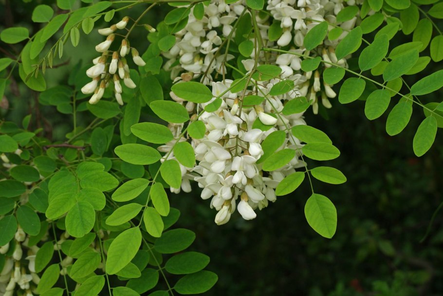 Африканская длиннолистная Акация