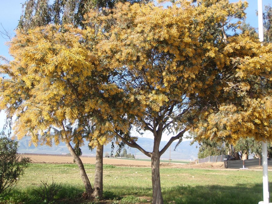 Акация миртолистная