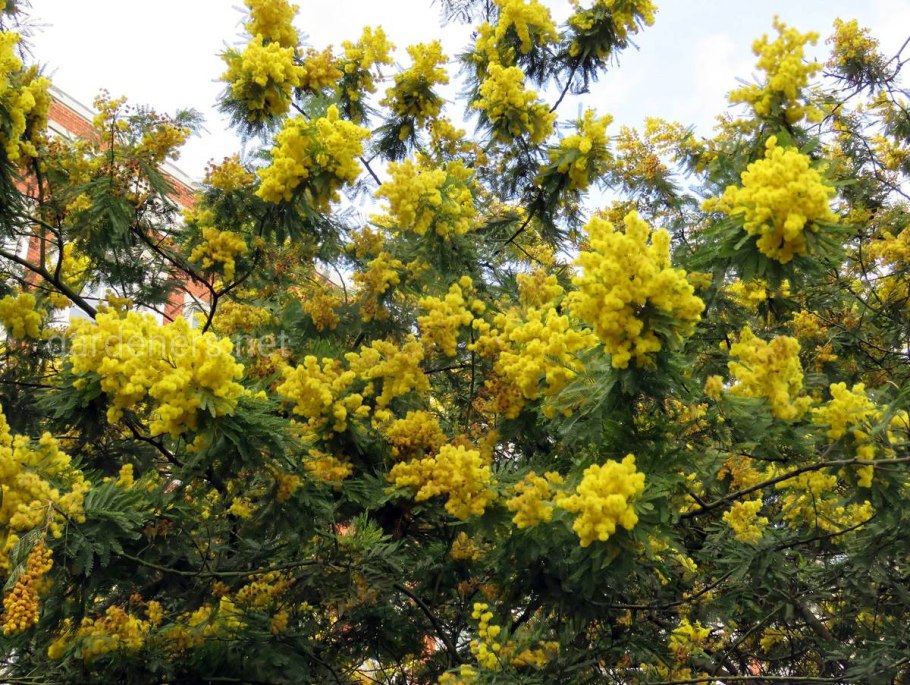 Акация катеху