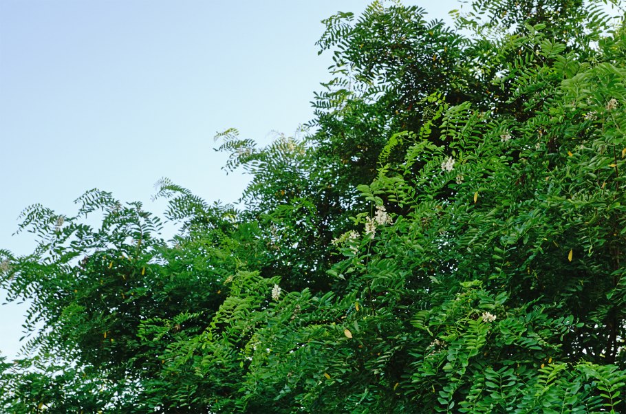 Трехлистная Акация