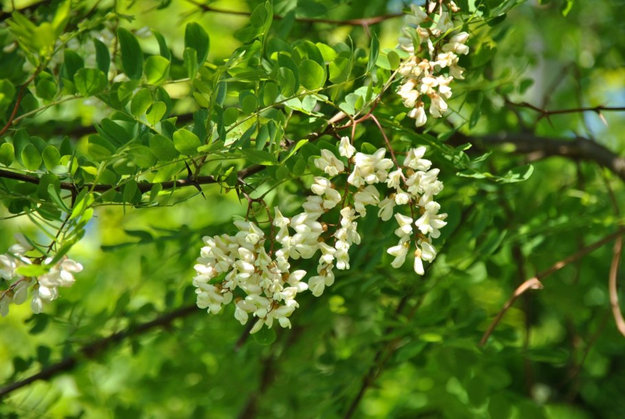 Acacia melanoxylon