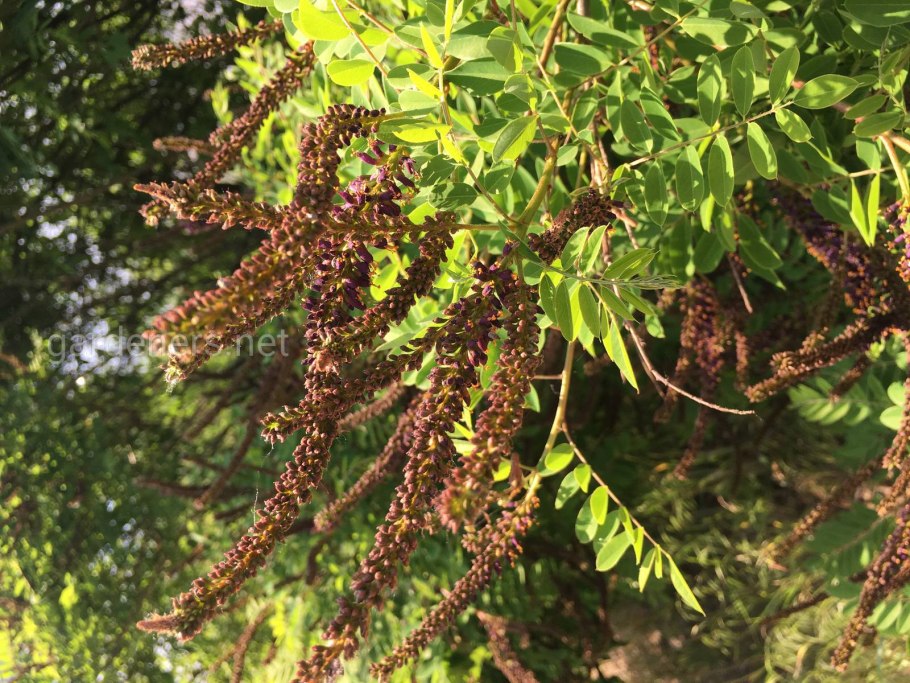 Филлодийная Акация