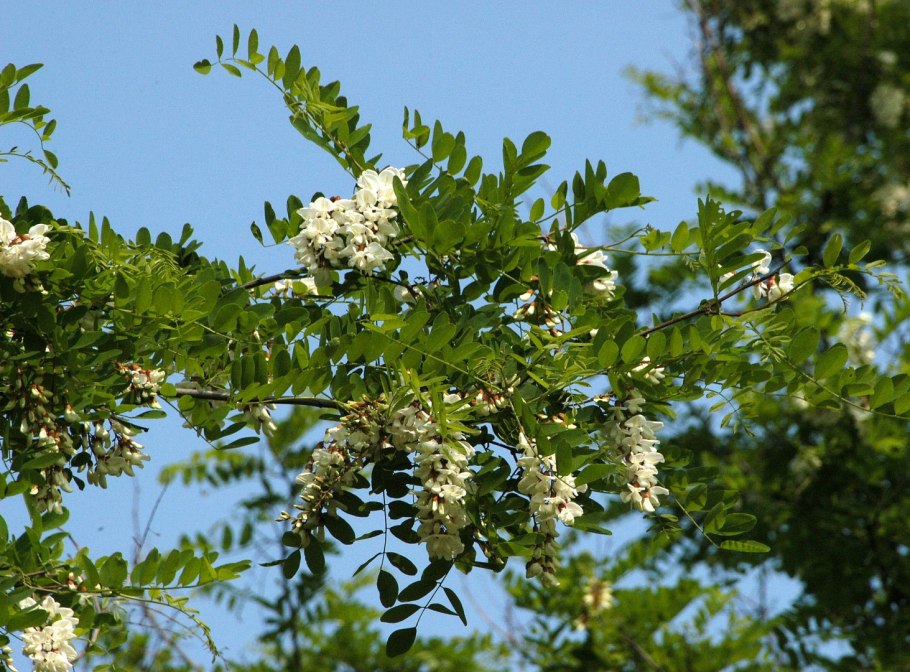 Acacia mearnsii