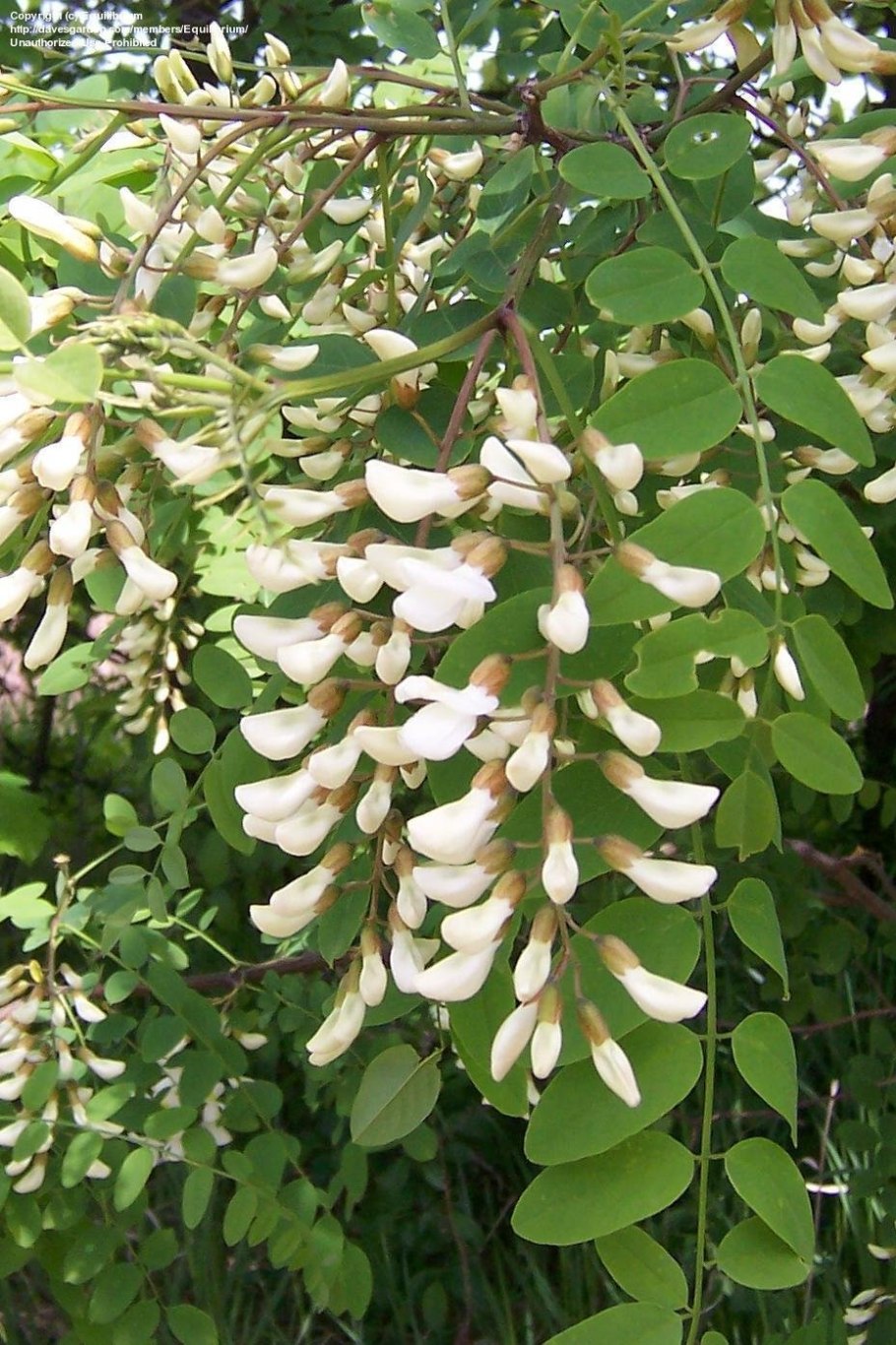 :Acacia melanoxylon r. br.