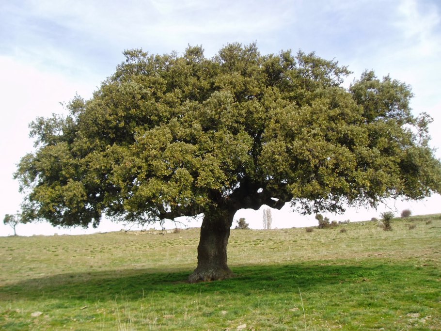 Дуб каменный – Quercus Ilex l.