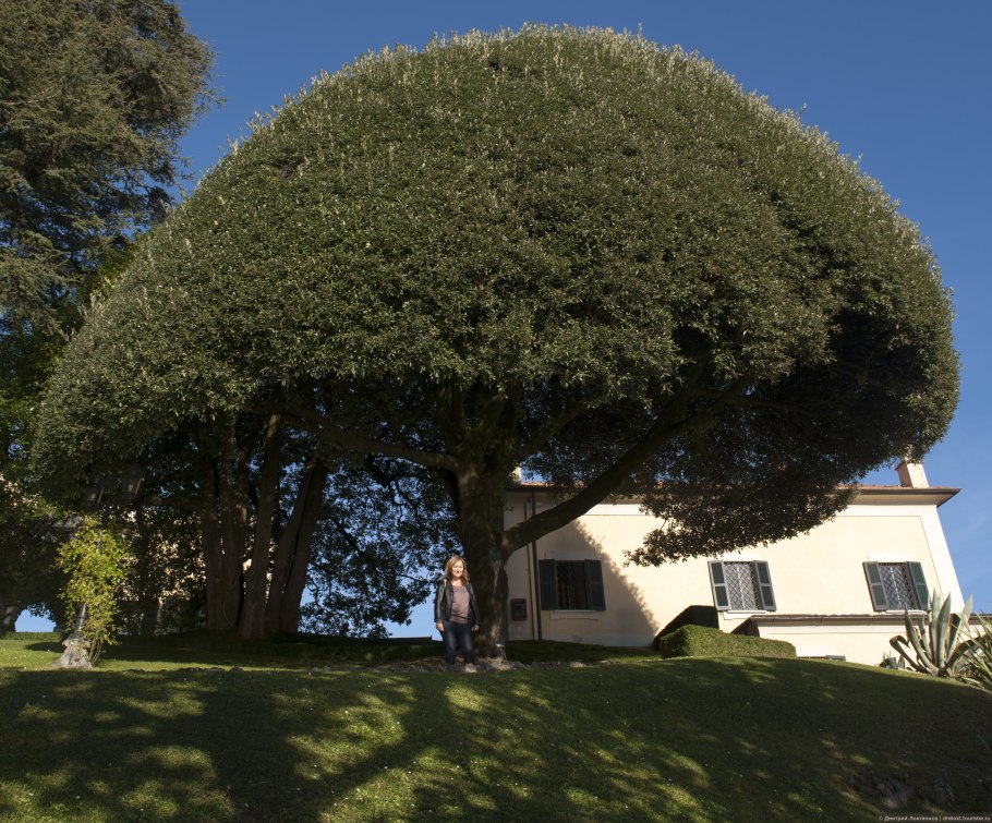 Дуб каменный Quercus Ilex