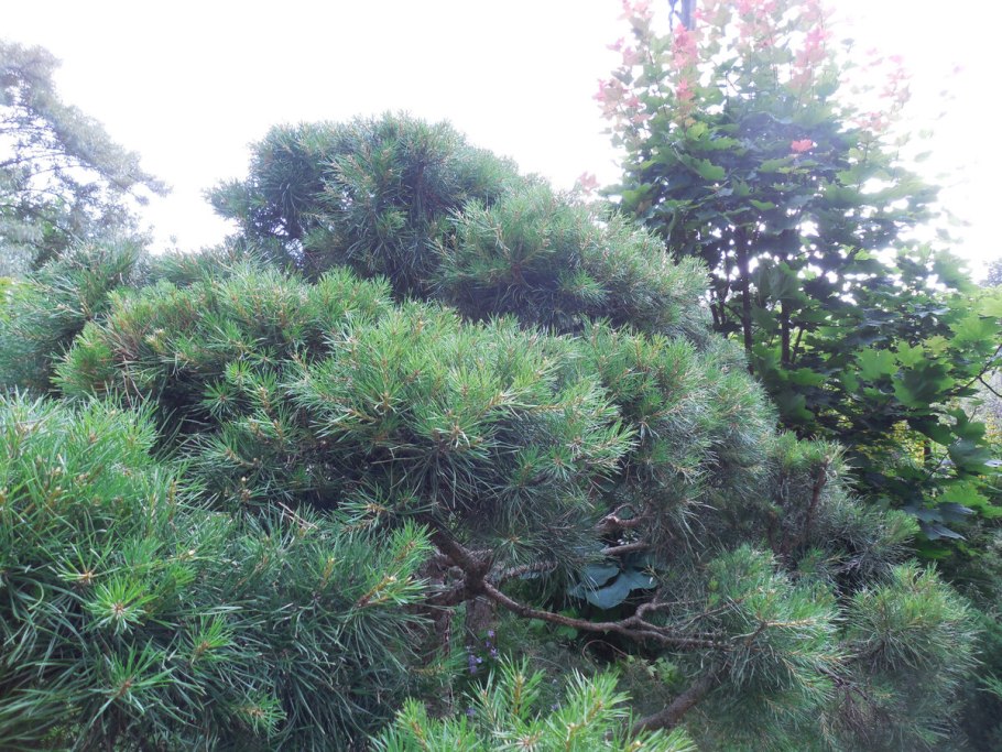 Сосна Кедровая Арманди